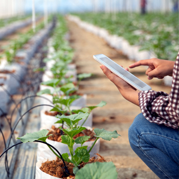 Hammal Agro | Agriculture moderne en Côte d'Ivoire
